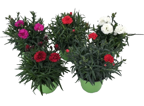 Карамфил  Ф 12 - Пролетни балконски цветя