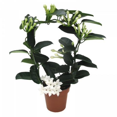 Стефанотис Fleur Parfum ф12см, H45см - Цъфтящи