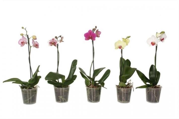 Орхидея Фаленопсис ф12, Н35-50см - Орхидеи