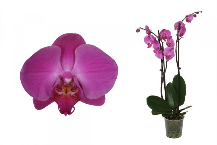 Орхидея Фаленопсис ф12, Н55-70см, 3 стебла, 22+ цвята, снимка 4 - Орхидеи