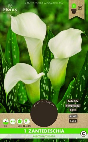 Луковици Pure Кала Albomaculata 1бр. - Специалитети