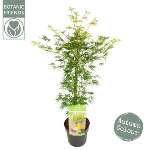 Японски клен Palmatum Emerald Lace ф19 см H65 см - Листопадни храсти и дървета