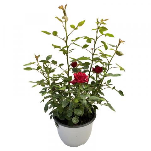 Роза мини Ф19см - Пролетни балконски цветя