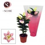 Лилиум Oriental Souvenir Solo ф10 см H32 см
