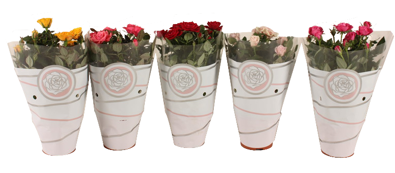 Роза микс Ф12 см - Цъфтящи