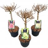 Хортензия Paniculata Phantom  ф19 см H60 см дърво