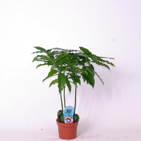 Палма Castano ф12/ H35-45 см - Зеленолистни