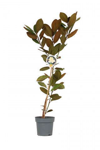 Магнолия Grandiflorum  бяла ф22, Н100-125 см - Листопадни храсти и дървета