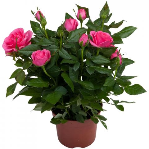 Роза микс ф12см Н25-30см, снимка 2 - Външни растения