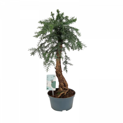 Араукария Cunninghamii Ф16см, H40см - Зеленолистни