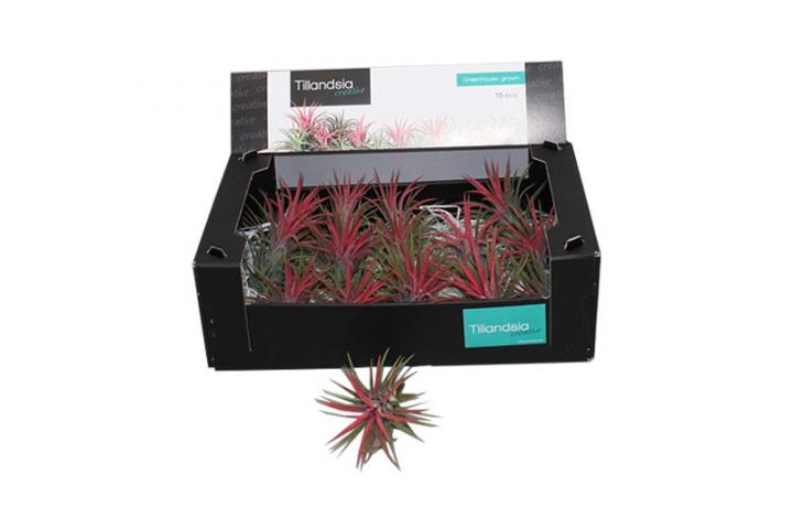 Тиландсия Ionantha H7.5см - Тиландсии и бромелии