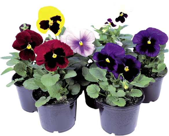 Теменужки Frizzle Sizzle 9 см - Пролетни балконски цветя