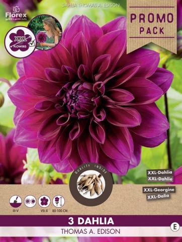 Луковици Promo Далия Thomas Edison 3бр. - Далии