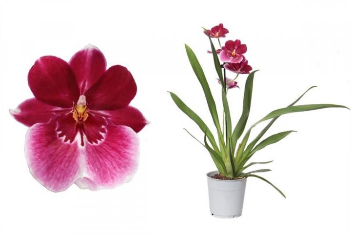 Милтония микс ф12, Н50-55 см, снимка 3 - Орхидеи
