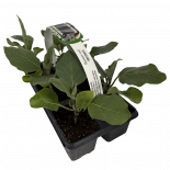 Разсад патладжан 6 бр. кошница