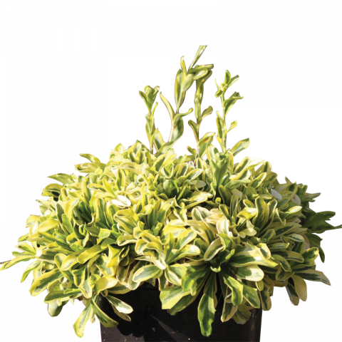 Арабис 1 литър - Листопадни храсти и дървета