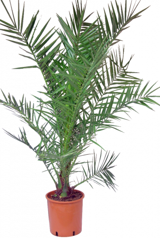 Финикова палма - Средиземноморски растения
