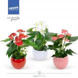 Антуриум Grandiflora Ф12см, H40см