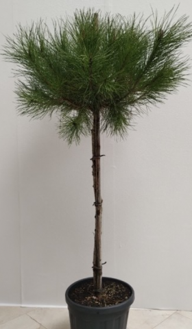 Пинус Pinea 150 см - Многогодишни перенни растения