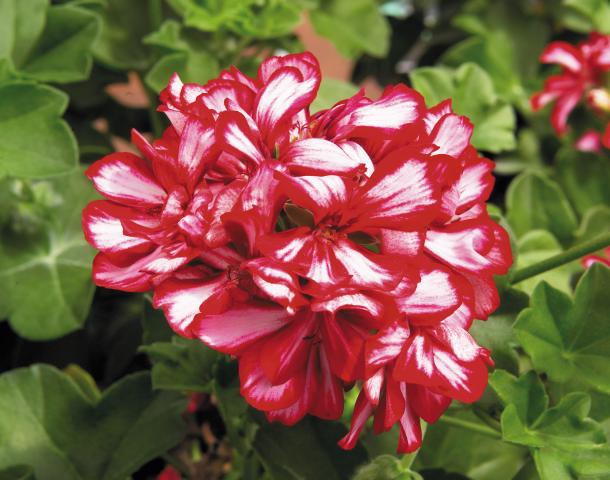 Pelargonium_selRoyal_CandyCane - Пролетни балконски цветя