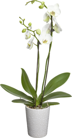 Фаленопсис Н:45-55см в кашпа - Орхидеи