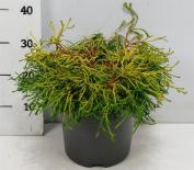 Лъжекипарис Gitte 7.5 л H40-50 см