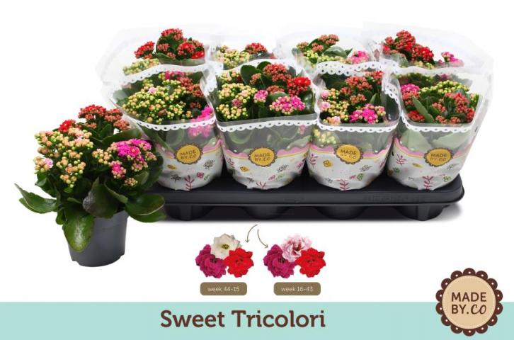Каланхое Tricolori Ф12см, H24см - Цъфтящи