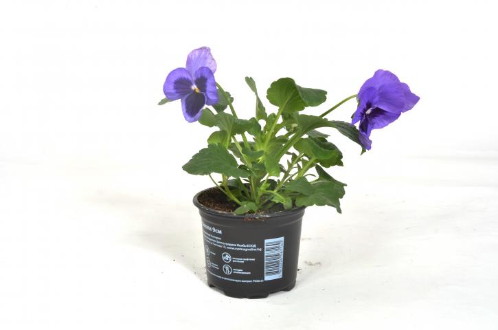 Теменужка ф9, (Виола), снимка 3 - Външни растения