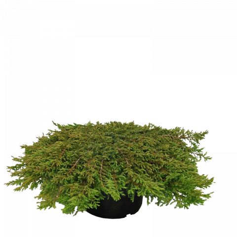 Юниперус Green Carpet 12л H60-70 см - Иглолистни храсти и дървета