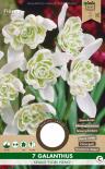 Луковици Кокиче Flore Pleno