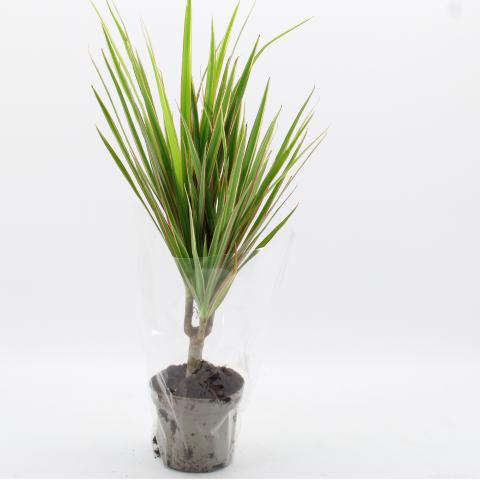 Микс зелени растения Ф12см/Н40-50см, снимка 2 - Големи растения