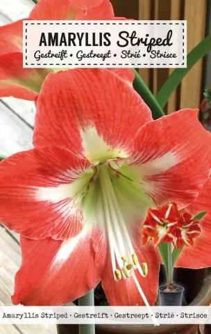Луковици Амарилис Amaryllis Striped 1бр. - Специалитети
