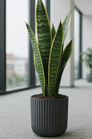 Овална саксия 2.6 л ф17 см антрацит, снимка 2 - Пластмасови саксии