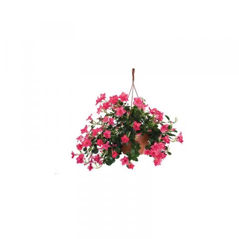 примерна снимка - Пролетни балконски цветя