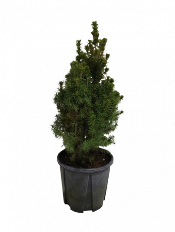 Пицеа Glauca Conica 3 л - Иглолистни храсти и дървета
