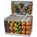 Средиземноморски плодни дръвчета микс ф9 см