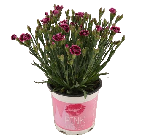 Карамфил  Pink Kisses ф10.5, Н15-20 см - Пролетни балконски цветя