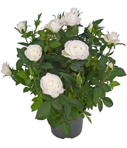 Роза микс ф11, Н25-30 см, снимка 2 - Външни растения