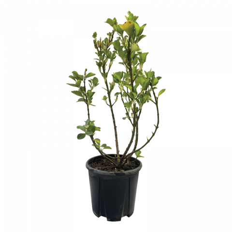 Евонимус Japonicus 3 л - Листопадни храсти и дървета