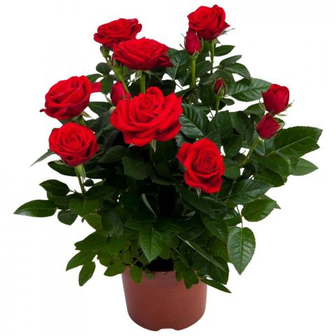 Роза микс ф12см Н25-30см, снимка 6 - Външни растения