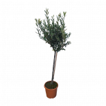 Маслина Europea 7 л