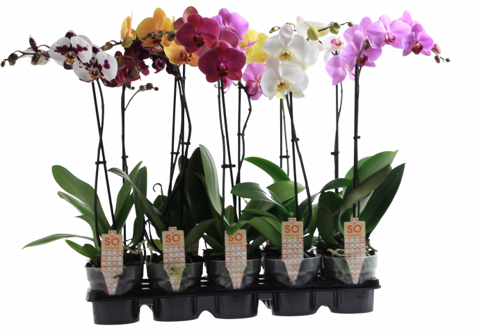 Орхидея Фалаенопсис  mix 2-стеблa,  ф12, Н45 - Орхидеи