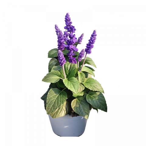 Салвия Farinacea 1л - Многогодишни перенни растения