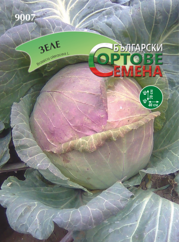 Български сортовe семена ЗЕЛЕ ПАЗАРДЖИШКО ПОДОБРЕНО - Семена за плодове и зеленчуци