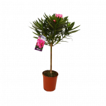 Олеандър Нериум ф18, Н70-80 см, дърво