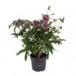 Кукуряк Orientalis ф19 см H45 см
