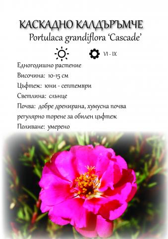 Портулака 10,5 см - Пролетни балконски цветя