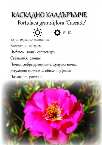 Портулака Ф10,5 см - Външни растения