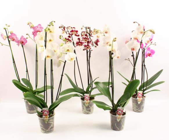 Фаленопсис 3 стеблa ф12/15-20+/50-70 - Орхидеи