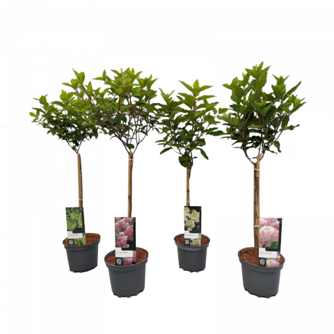 Хортензия paniculata Ф19см, H80см - Пролетни балконски цветя